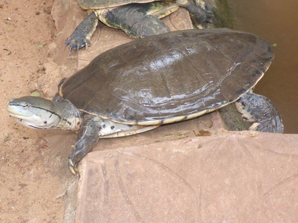 SPOTTED BELLIED SIDE NECKED TURTLE Phrynops hilarii FAUNA PARAGUAY